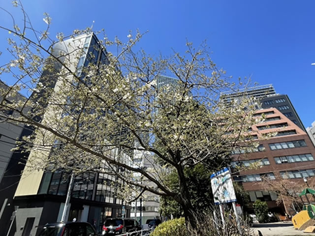 新橋の桜開花の様子